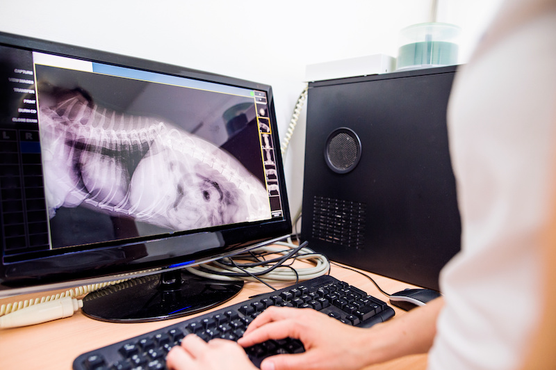 Female Veterinary Surgeon Examining X Ray of a dog. Vet looking at animals radiography. Unrecognizable veterinarian in white uniform at veterinary clinic working.