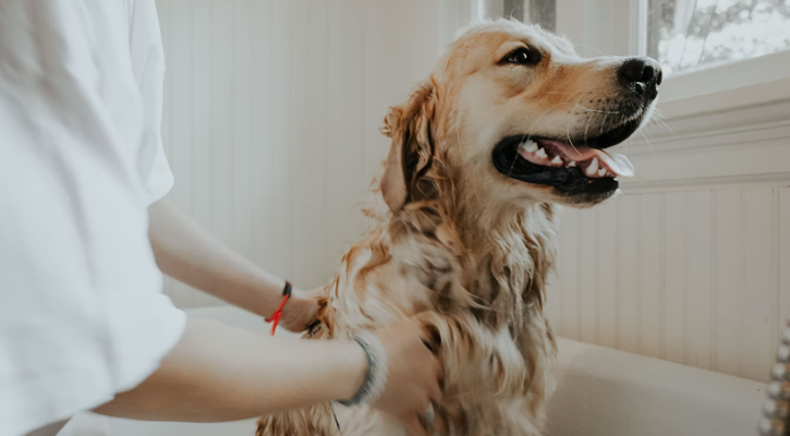 Golden Retriever Groom Golden Retriever Groom