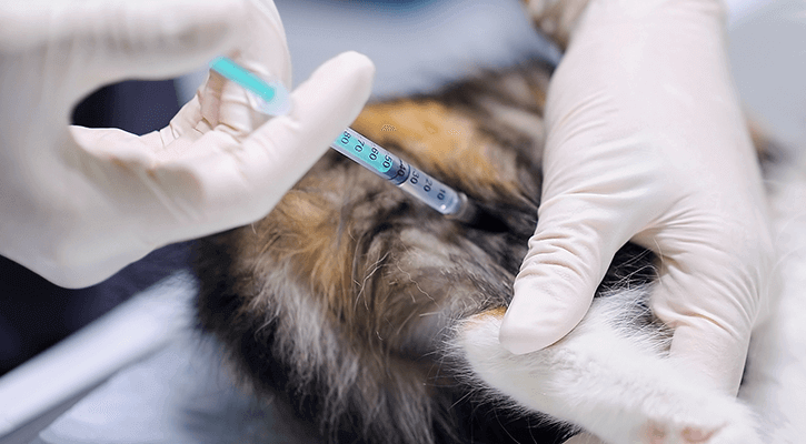Pet-Vaccinations Pet-Vaccinations