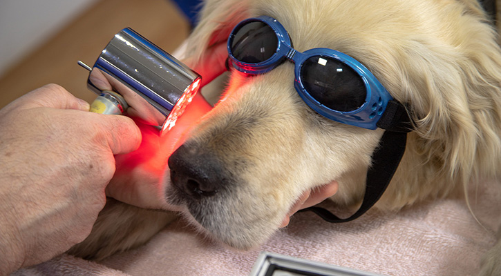Laser Therapy for Pets in Sugar Hill, GA | Sugar Hill Animal Hospital